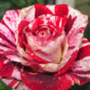 Meet your Posher, Analee and julie